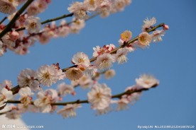梅花