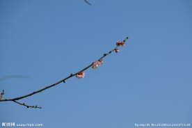 梅花