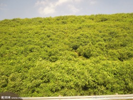 唯美风景图