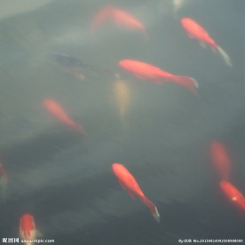 游鱼
