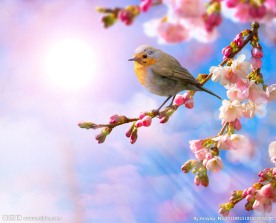 桃花特写