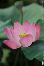荷花 荷叶 莲蓬