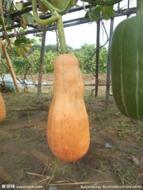 南瓜