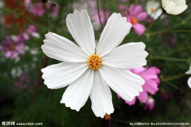 白色格桑花