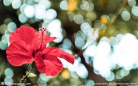 红花 扶桑花