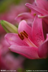 百合花图片素材下载