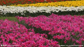 百合花图片素材下载