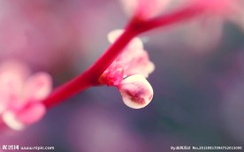 花蕾