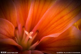 花蕊