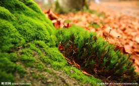 苔藓