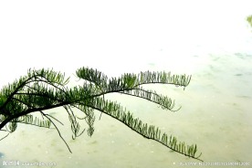 水杉