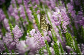 夏日蝶恋花