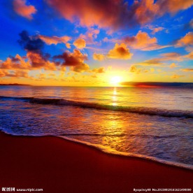 夕阳红