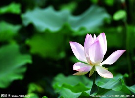荷花