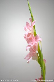 花卉 节节高