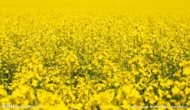 油菜花