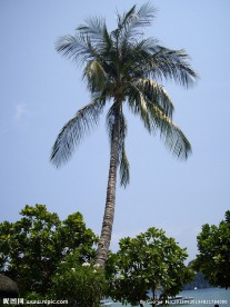 皮皮岛
