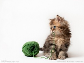 猫猫