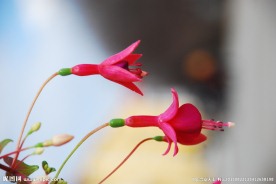 灯笼花