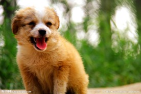 宠物狗狗