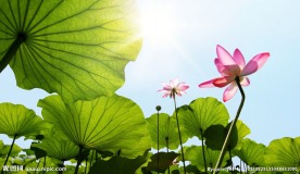 荷叶荷花