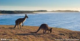 海边袋鼠