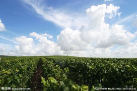 蓝天下的葡萄园