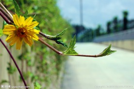 路边菊 路边小花