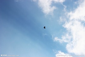 天空中的小鸟