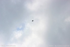 天空中的小鸟