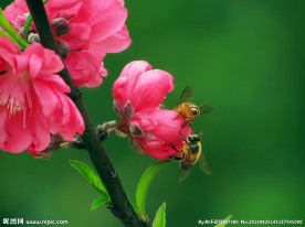粉色桃花
