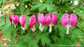 吊钟花