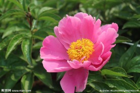 一朵鲜花