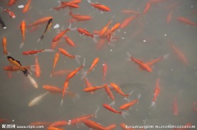 锦鲤 红色鲤鱼