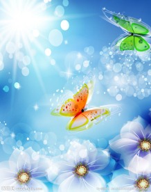 蝴蝶花朵