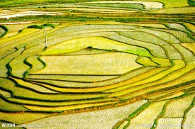 巴平小梯田