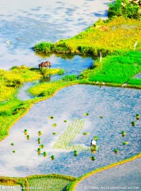 巴平小梯田风光