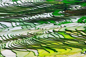 巴平小梯田