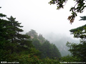 黄山松