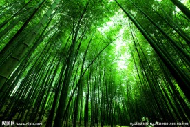 竹林深处