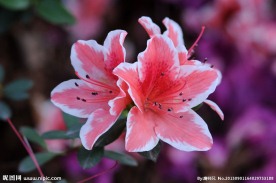 杜鹃花