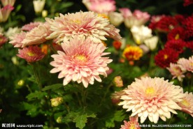 菊花粉色