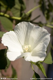 木芙蓉