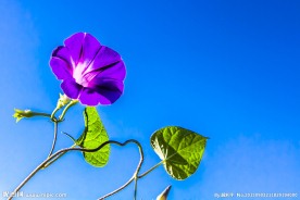 牵牛花