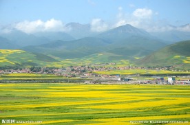 油菜花田