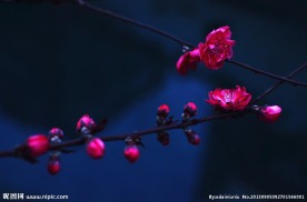 梅花