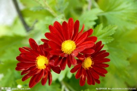 小菊花