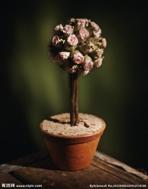 花盆