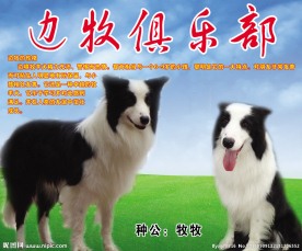宠物店广告
