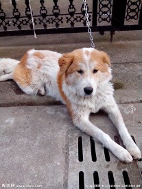 家狗